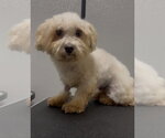 Small Shih-Poo