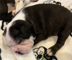 Small #4 Boston Terrier