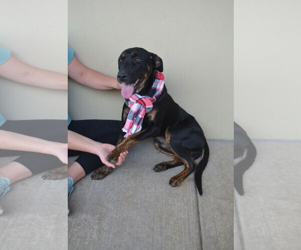 Medium Photo #1 Labrador Retriever-Unknown Mix Puppy For Sale in McKinney, TX, USA