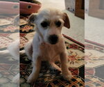 Small #1 Mutt