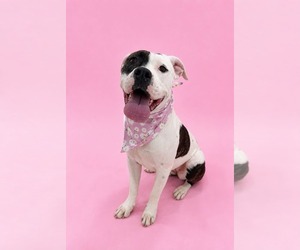 Boxer-Unknown Mix Dogs for adoption in Sandy, UT, USA