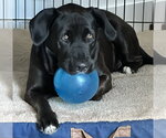 Small #2 Labrador Retriever Mix