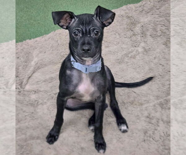 Medium Photo #2 Italian Greyhuahua Puppy For Sale in Huntley, IL, USA