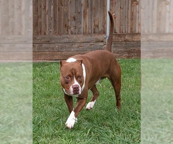 Medium Photo #1 Mutt Puppy For Sale in Plano, TX, USA