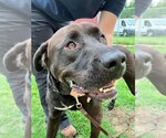 Small #2 Labrador Retriever Mix