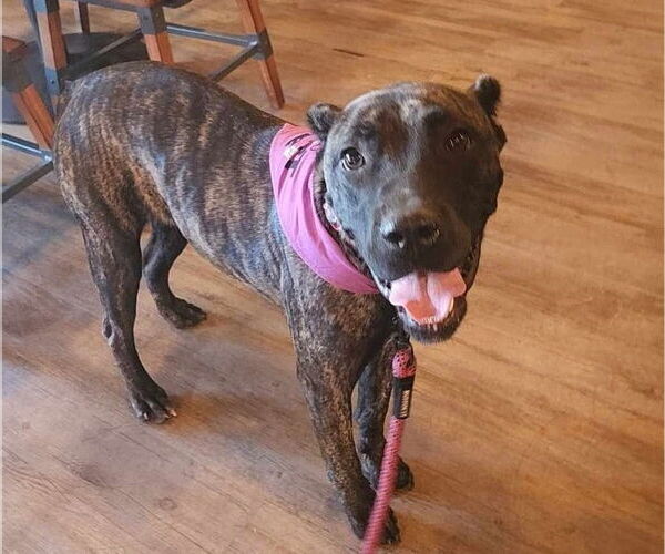 Medium Photo #1 Presa Canario Puppy For Sale in garner, NC, USA