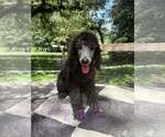 Image preview for Ad Listing. Nickname: PASLEY