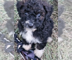 Aussie-Poo-Aussiedoodle Miniature Mix Puppy for sale in TAYLOR, TX, USA