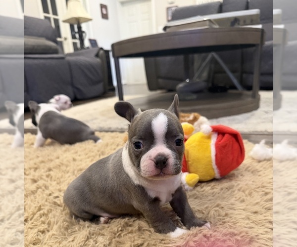 Medium Photo #4 Boston Terrier Puppy For Sale in FREDONIA, KS, USA