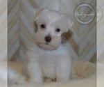 Small Photo #2 Schnauzer (Miniature) Puppy For Sale in MADERA, CA, USA
