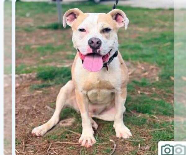 Medium Photo #1 Mutt Puppy For Sale in Martinsburg, WV, USA