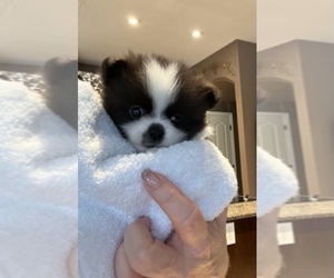 Pomeranian Puppy for sale in PALM HARBOR, FL, USA
