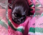 Small Photo #19 Schnauzer (Miniature) Puppy For Sale in LEHIGH ACRES, FL, USA
