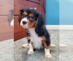 Small Photo #4 Cavalier King Charles Spaniel Puppy For Sale in PLACENTIA, CA, USA