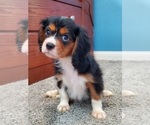 Small #3 Cavalier King Charles Spaniel