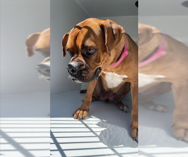 Medium Photo #1 Boxer Puppy For Sale in Houston, TX, USA