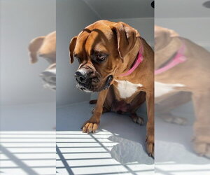 Boxer Dogs for adoption in Houston, TX, USA