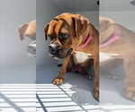 Small Boxer