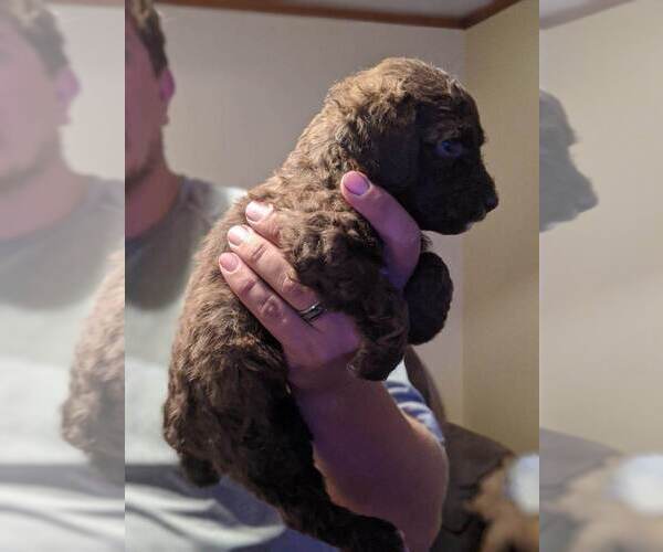 Medium Photo #5 Poodle (Standard) Puppy For Sale in SPENCER, TN, USA