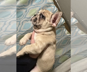 French Bulldog Puppy for sale in RICHMOND, KY, USA