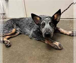 Mutt Dogs for adoption in Rosenberg, TX, USA