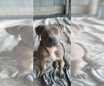 Small #1 Labrador Retriever Mix