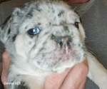 Small Photo #13 French Bulldog Puppy For Sale in FENTON, MO, USA