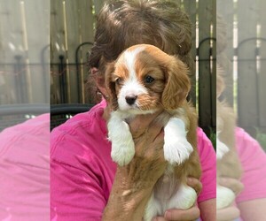 Cavalier King Charles Spaniel Puppy for sale in SAN LEANNA, TX, USA