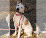 Small Photo #5 Mutt Puppy For Sale in St. Augustine, FL, USA