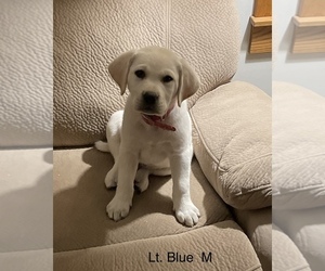 Labrador Retriever Puppy for sale in Tekonsha, MI, USA