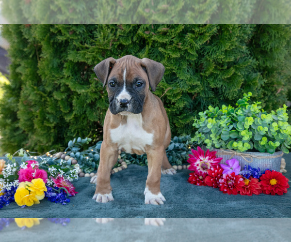 Medium Photo #2 Boxer Puppy For Sale in SHILOH, OH, USA