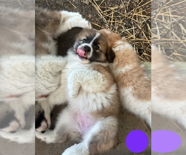 Medium Photo #20 Australian Shepherd-Great Pyrenees Mix Puppy For Sale in LUCAMA, NC, USA