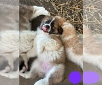 Small Photo #20 Australian Shepherd-Great Pyrenees Mix Puppy For Sale in LUCAMA, NC, USA