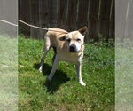 Small #1 Chinese Shar-Pei Mix
