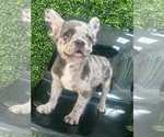 Small Photo #2 French Bulldog Puppy For Sale in LONG BEACH, CA, USA