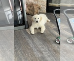 Small #3 Golden Retriever