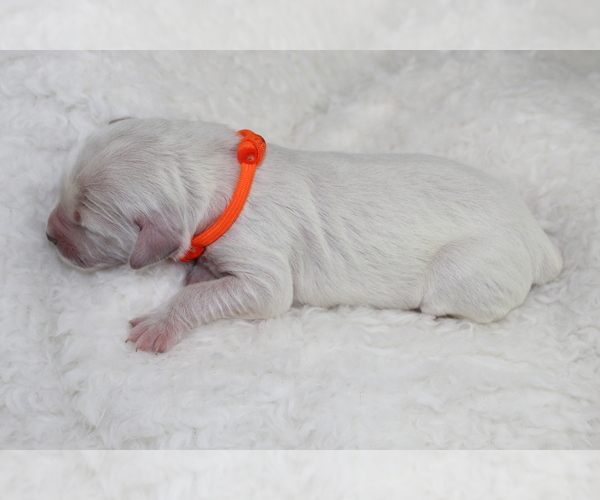 Medium Photo #8 Goldendoodle Puppy For Sale in HOMELAND, CA, USA