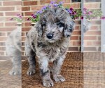 Small #3 Aussiedoodle