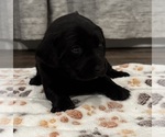 Small #1 Labrador Retriever
