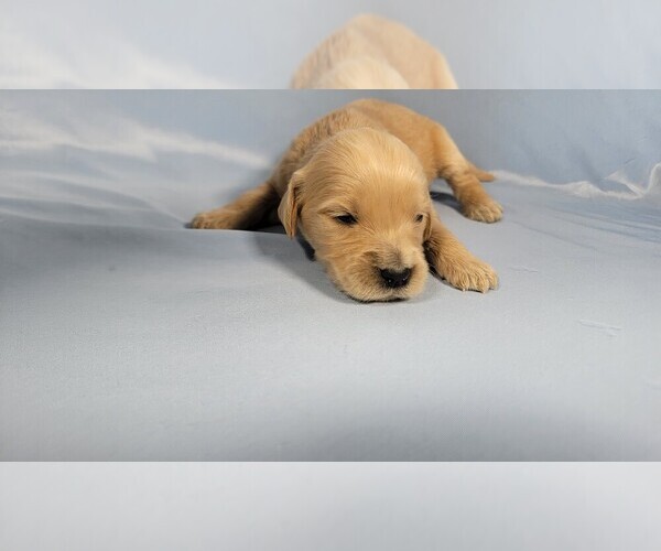 Medium Photo #42 Golden Retriever Puppy For Sale in BLACK FOREST, CO, USA