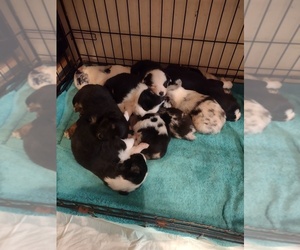 Australian Shepherd Litter for sale in ISONVILLE, KY, USA