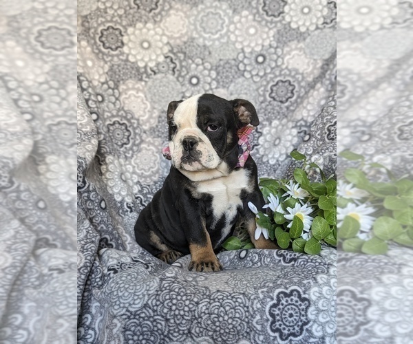Medium Photo #3 English Bulldog Puppy For Sale in COCHRANVILLE, PA, USA