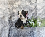 Small Photo #3 English Bulldog Puppy For Sale in COCHRANVILLE, PA, USA
