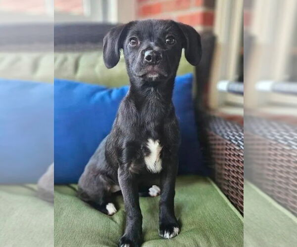 Medium Photo #1 Doxle Puppy For Sale in Aurora, IN, USA