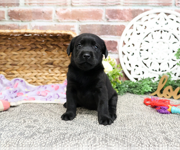 Medium Photo #7 Labrador Retriever Puppy For Sale in SYRACUSE, IN, USA