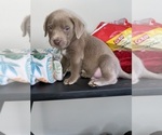 Small Photo #5 American Bully-Labrador Retriever Mix Puppy For Sale in NORTH LAS VEGAS, NV, USA