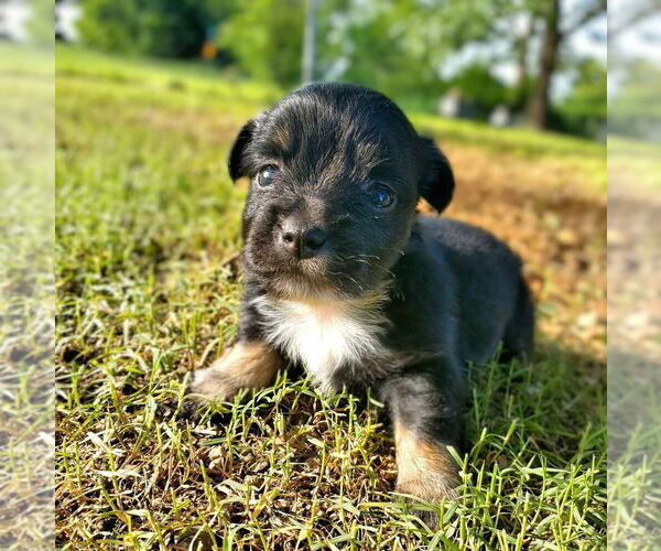 Medium Photo #1 Papillon-Unknown Mix Puppy For Sale in Vail, AZ, USA