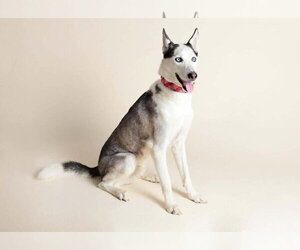 Zeus - Male Siberian Husky Dog for Adoption - Photo #3