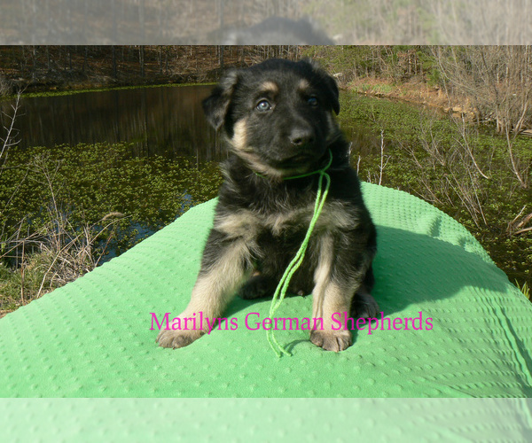 Medium Photo #5 German Shepherd Dog Puppy For Sale in PIEDMONT, MO, USA