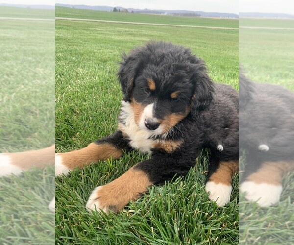 Medium Photo #5 Bernese Mountain Dog Puppy For Sale in BROWNSTOWN, IN, USA